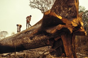 Logging, Amazon rainforest clearance, workers cut down a