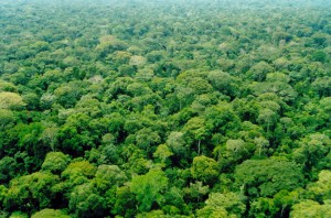 amazonia