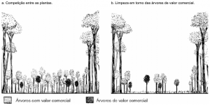 cap10_fig2_Capina