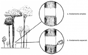 cap10_fig4_Anelamento