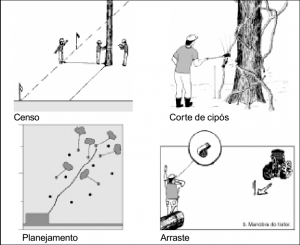 cap11