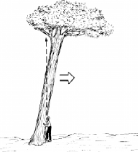 cap2_fig10_Queda