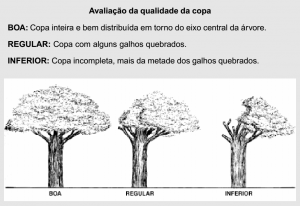 cap2_fig12_Classificacao