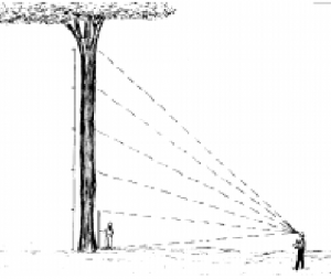cap2_fig8_AlturadoTronco