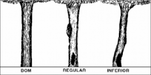 cap2_fig9_Classificacao