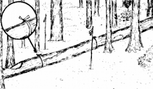 cap5_fig6_DemarcacaoArvore