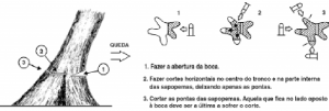 cap7_fig10_Sapopemas