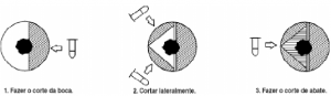 cap7_fig6_ArvoresOcas