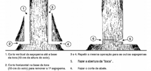 cap7_fig9_TecnicaCorte