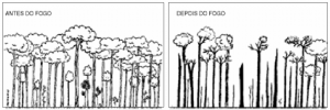 cap9_fig3_Floresta