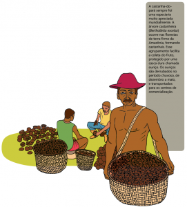 castanha_do_para