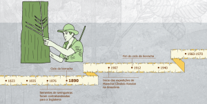 ciclo_da_borracha