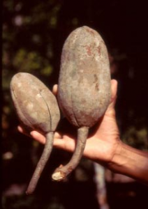 fig3_frutosmogno
