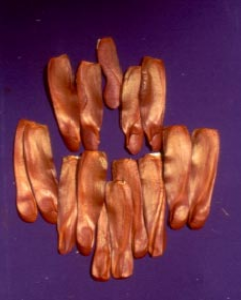 fig4_sementesmogno