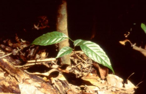 fig5_plantulamogno