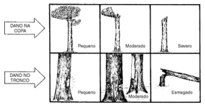 figura1 (1)