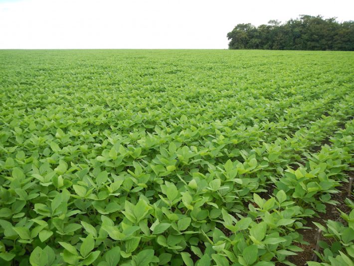 Plantio de soja em Mato Grosso. Foto: Lisa Rausch
