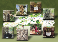 iniciativas_de_manejo_florestal_comunitario_e_familiar_na_amazonia_brasileira
