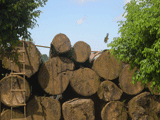 o_setor_madeireiro_da_amazonia