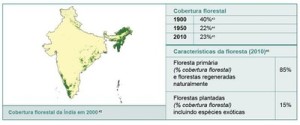 resumodostatusdasflorestas6